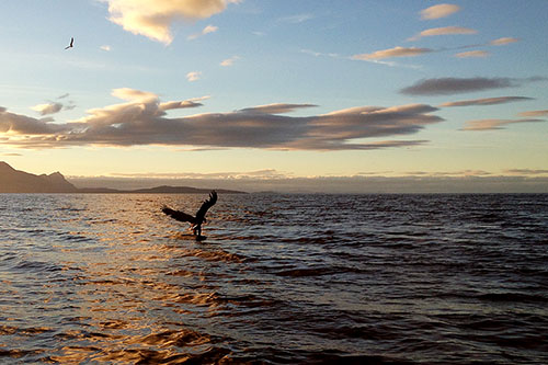 Photo of White-tailed Eagle ( Haliaeetus albicilla) catching a fish - captured with iPhone 5 camera