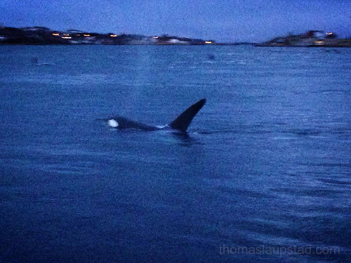 Killer Whales (Orca) hunting herring close to shore at Hamn in Senja, Northern Norway
